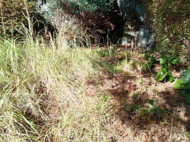 伊豆高原 大室高原別荘地