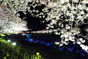 SONY DSC