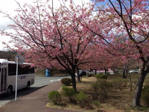 伊豆高原駅近くのオオカンザクラ