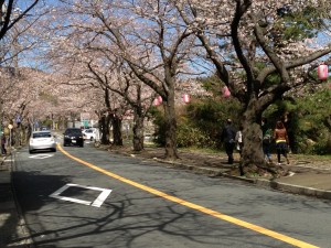 桜並木のソメイヨシノ