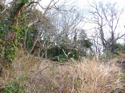 伊豆高原 伊豆急伊豆高原別荘地