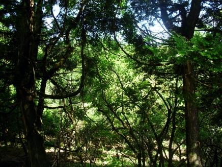 伊豆高原 天城高原別荘地