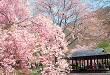 伊豆高原桜まつり